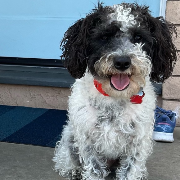 Meet your Posher, Carrie - Picture 1 of 2